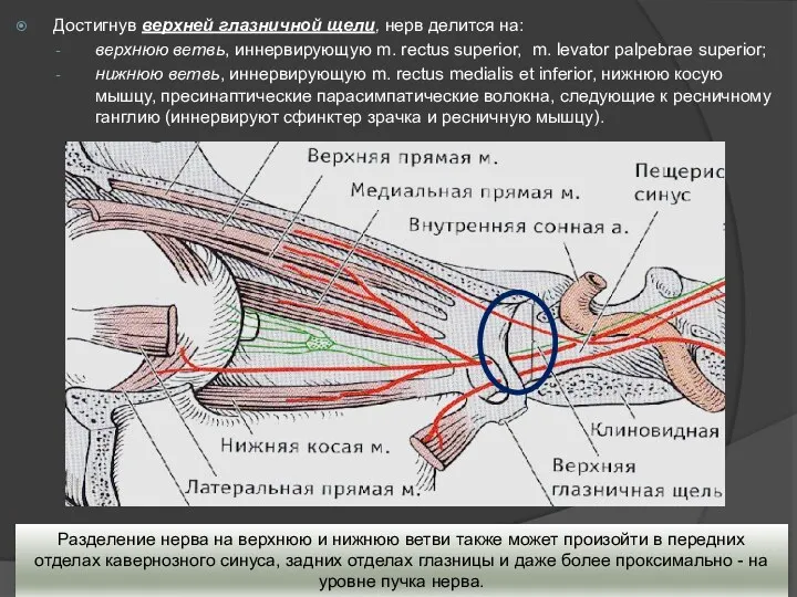 Достигнув верхней глазничной щели, нерв делится на: верхнюю ветвь, иннервирующую m. rectus superior,