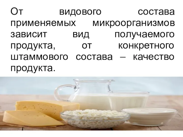 От видового состава применяемых микроорганизмов зависит вид получаемого продукта, от конкретного штаммового состава – качество продукта.