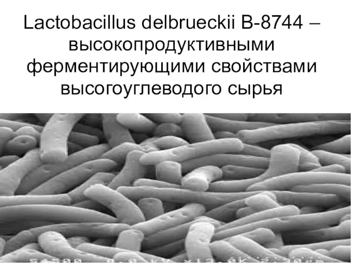 Lactobacillus delbrueckii B-8744 – высокопродуктивными ферментирующими свойствами высогоуглеводого сырья