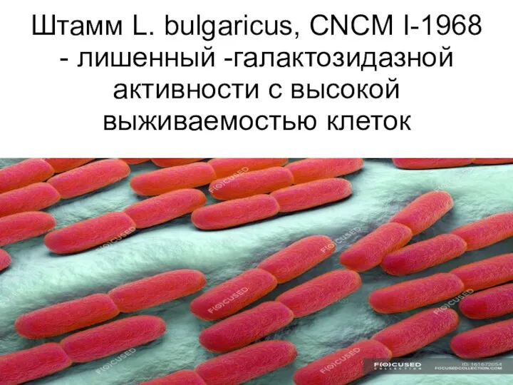 Штамм L. bulgaricus, CNCM I-1968 - лишенный -галактозидазной активности с высокой выживаемостью клеток
