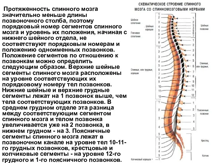 Протяженность спинного мозга значительно меньше длины позвоночного столба, поэтому порядковый