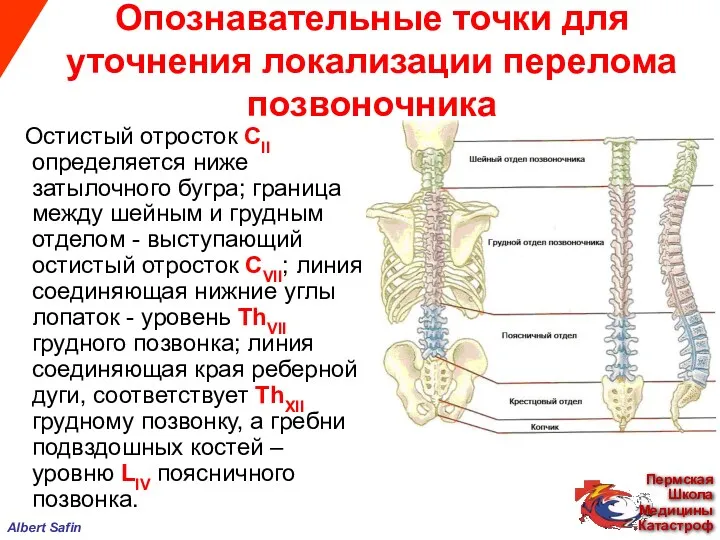 Опознавательные точки для уточнения локализации перелома позвоночника Остистый отросток CII