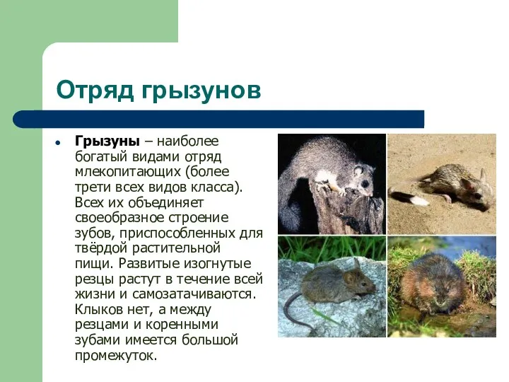 Отряд грызунов Грызуны – наиболее богатый видами отряд млекопитающих (более
