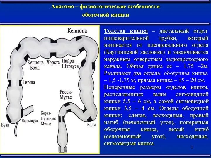Анатомо – физиологические особенности ободочной кишки Толстая кишка – дистальный