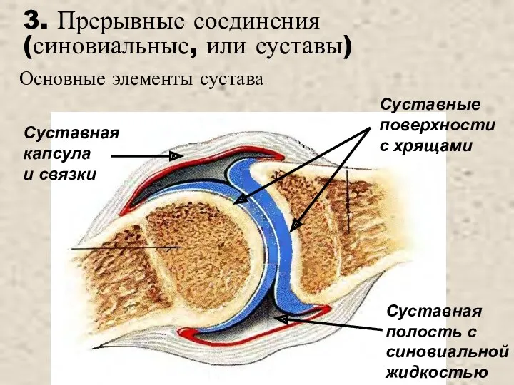 3. Прерывные соединения (синовиальные, или суставы) Суставная капсула и связки