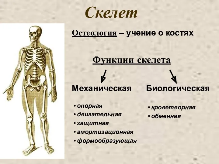 Скелет Остеология – учение о костях Функции скелета Механическая Биологическая