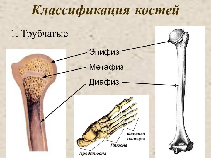 Классификация костей Трубчатые Эпифиз Диафиз Метафиз