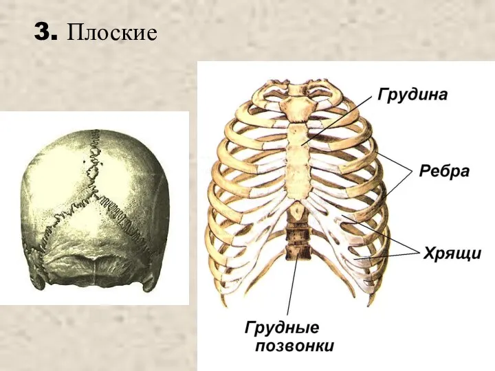 3. Плоские