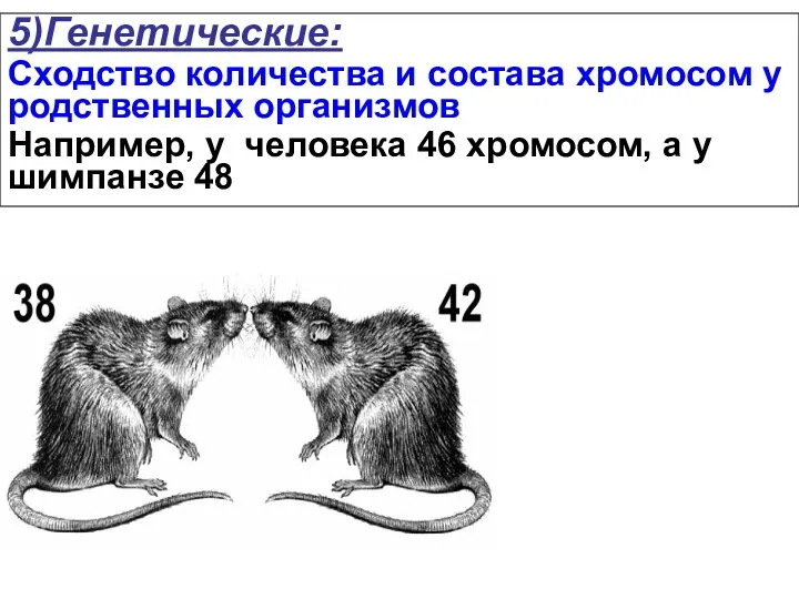 5)Генетические: Сходство количества и состава хромосом у родственных организмов Например,