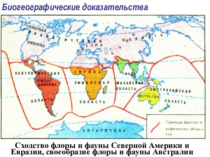 Биогеографические доказательства Сходство флоры и фауны Северной Америки и Евразии, своеобразие флоры и фауны Австралии