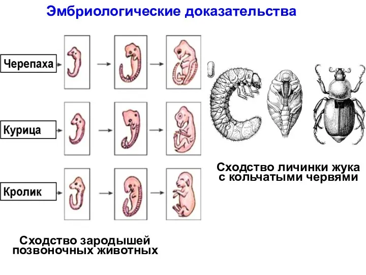 Сходство личинки жука с кольчатыми червями Сходство зародышей позвоночных животных Эмбриологические доказательства