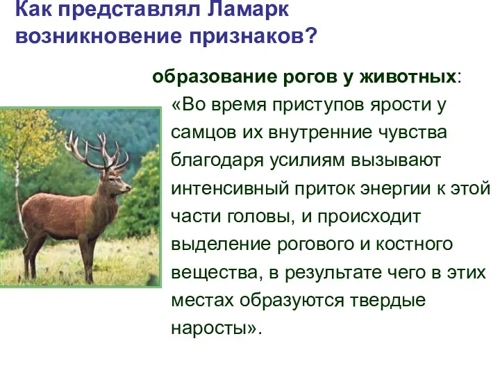 Как представлял Ламарк возникновение признаков? образование рогов у животных: «Во