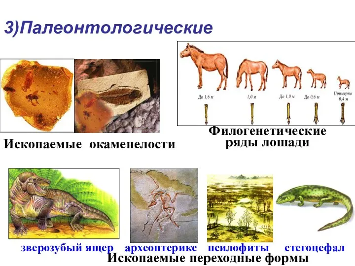 Филогенетические ряды лошади Ископаемые окаменелости Ископаемые переходные формы стегоцефал псилофиты зверозубый ящер 3)Палеонтологические археоптерикс