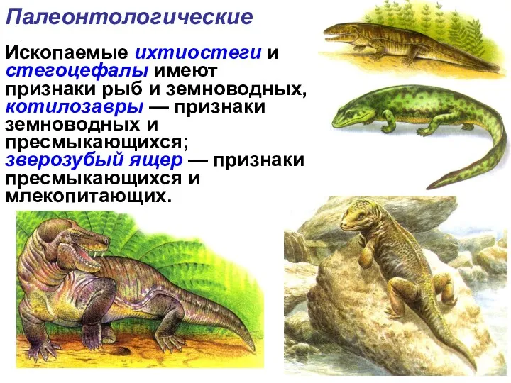 Ископаемые ихтиостеги и стегоцефалы имеют признаки рыб и земноводных, котилозавры