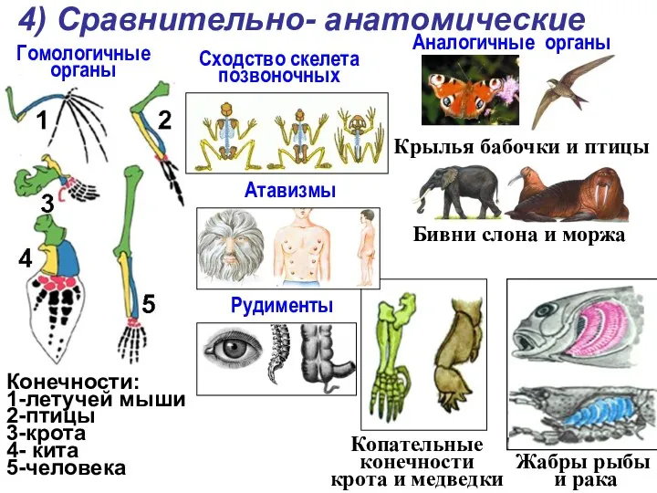 4) Сравнительно- анатомические Конечности: 1-летучей мыши 2-птицы 3-крота 4- кита