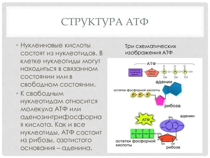 СТРУКТУРА АТФ Нуклеиновые кислоты состоят из нуклеотидов. В клетке нуклеотиды