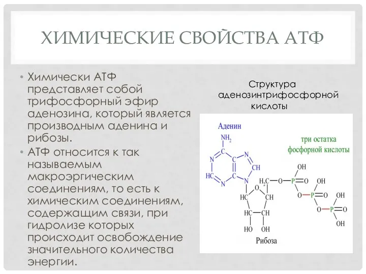 ХИМИЧЕСКИЕ СВОЙСТВА АТФ Химически АТФ представляет собой трифосфорный эфир аденозина,