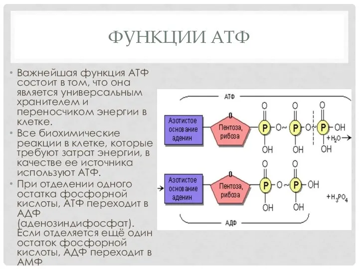 ФУНКЦИИ АТФ Важнейшая функция АТФ состоит в том, что она