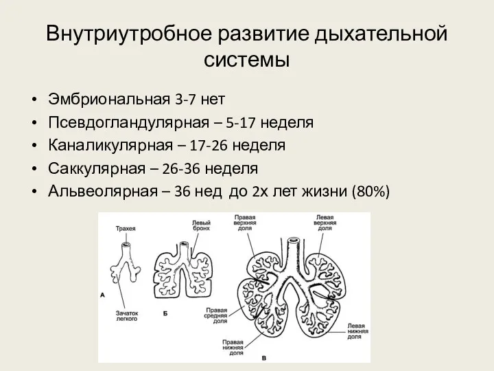 Внутриутробное развитие дыхательной системы Эмбриональная 3-7 нет Псевдогландулярная – 5-17 неделя Каналикулярная –