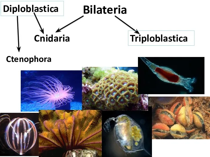 Bilateria Diploblastica Triploblastica Cnidaria Ctenophora
