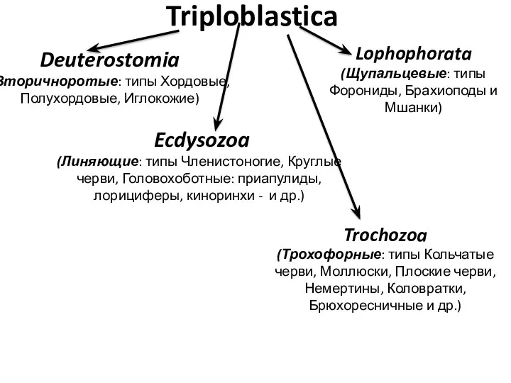 Triploblastica Deuterostomia (Вторичноротые: типы Хордовые, Полухордовые, Иглокожие) Ecdysozoa (Линяющие: типы Членистоногие, Круглые черви,