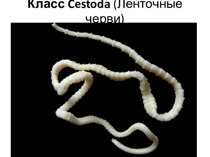 Класс Cestoda (Ленточные черви)