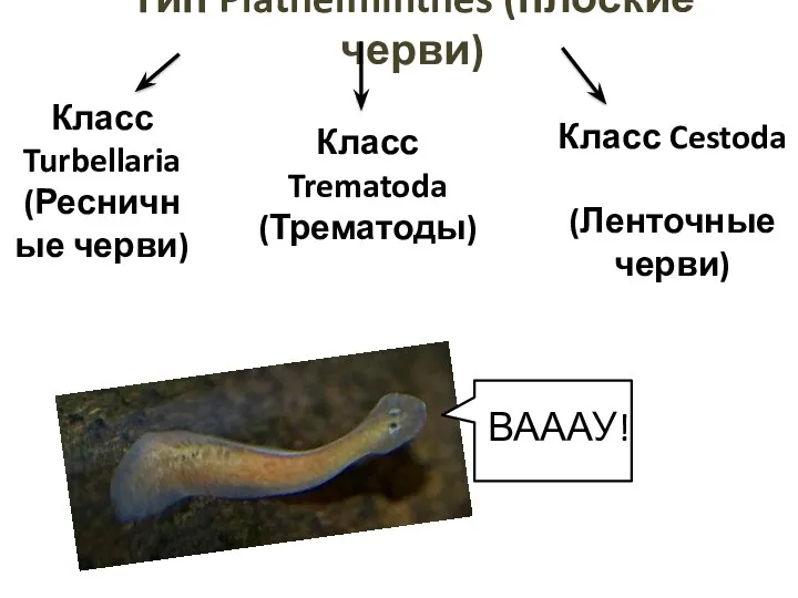 Тип Plathelminthes (плоские черви) Класс Turbellaria (Ресничные черви) Класс Trematoda (Трематоды) Класс Cestoda (Ленточные черви) ВАААУ!