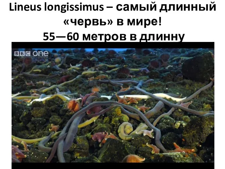 Lineus longissimus – самый длинный «червь» в мире! 55—60 метров в длинну