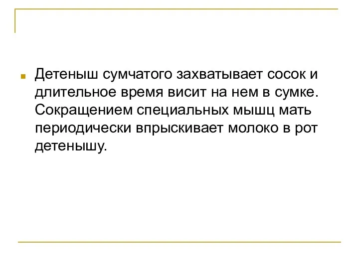 Детеныш сумчатого захватывает сосок и длительное время висит на нем