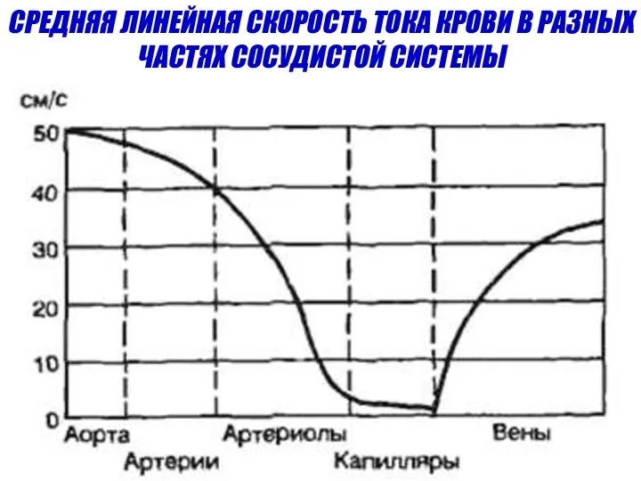 СРЕДНЯЯ ЛИНЕЙНАЯ СКОРОСТЬ ТОКА КРОВИ В РАЗНЫХ ЧАСТЯХ СОСУДИСТОЙ СИСТЕМЫ