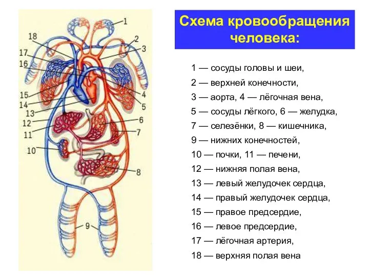 1 — сосуды головы и шеи, 2 — верхней конечности, 3 — аорта,