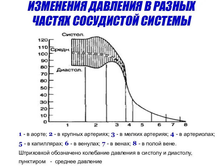 1 - в аорте; 2 - в крупных артериях; 3