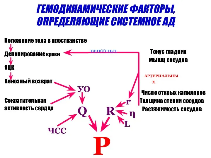 Положение тела в пространстве Депонирование крови ОЦК Венозный возврат Сократительная