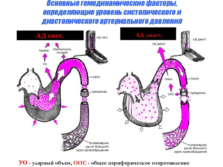 Основные гемодинамические факторы, определяющие уровень систолического и диастолического артериального давления УО - ударный