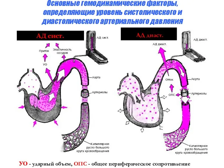 Основные гемодинамические факторы, определяющие уровень систолического и диастолического артериального давления