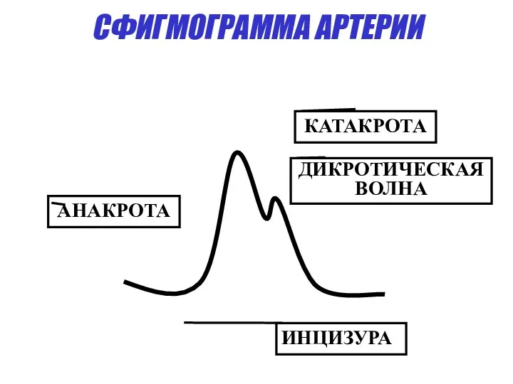 СФИГМОГРАММА АРТЕРИИ АНАКРОТА КАТАКРОТА ДИКРОТИЧЕСКАЯ ВОЛНА ИНЦИЗУРА