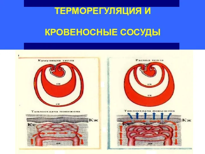 ТЕРМОРЕГУЛЯЦИЯ И КРОВЕНОСНЫЕ СОСУДЫ