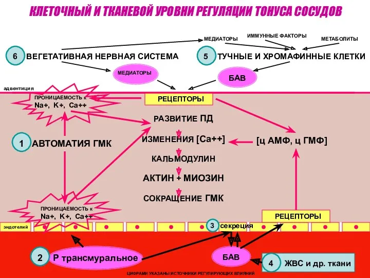 6 ВЕГЕТАТИВНАЯ НЕРВНАЯ СИСТЕМА 5 ТУЧНЫЕ И ХРОМАФИННЫЕ КЛЕТКИ МЕДИАТОРЫ