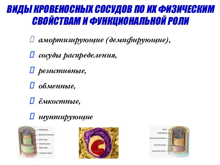 амортизирующие (демпфирующие), сосуды распределения, резистивные, обменные, ёмкостные, шунтирующие ВИДЫ КРОВЕНОСНЫХ