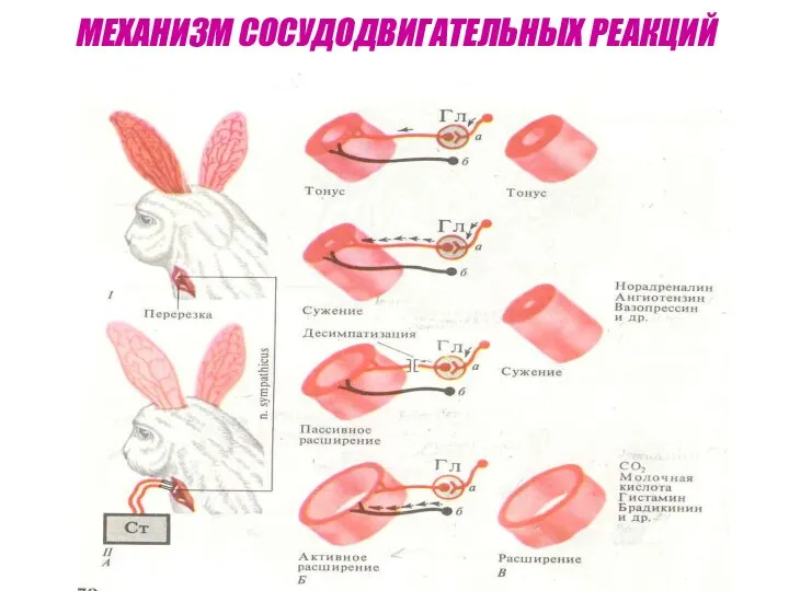 МЕХАНИЗМ СОСУДОДВИГАТЕЛЬНЫХ РЕАКЦИЙ