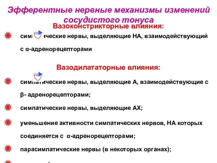 Вазоконстрикторные влияния: симпатические нервы, выделяющие НА, взаимодействующий с α-адренорецепторами Вазодилататорные