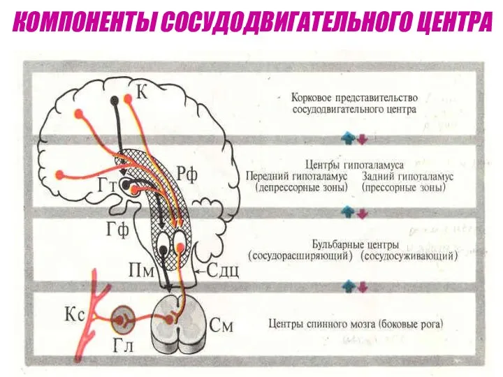 КОМПОНЕНТЫ СОСУДОДВИГАТЕЛЬНОГО ЦЕНТРА