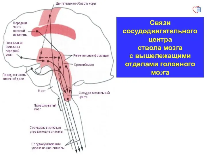 Связи сосудодвигательного центра ствола мозга с вышележащими отделами головного мозга