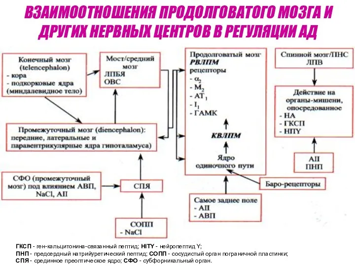 ВЗАИМООТНОШЕНИЯ ПРОДОЛГОВАТОГО МОЗГА И ДРУГИХ НЕРВНЫХ ЦЕНТРОВ В РЕГУЛЯЦИИ АД