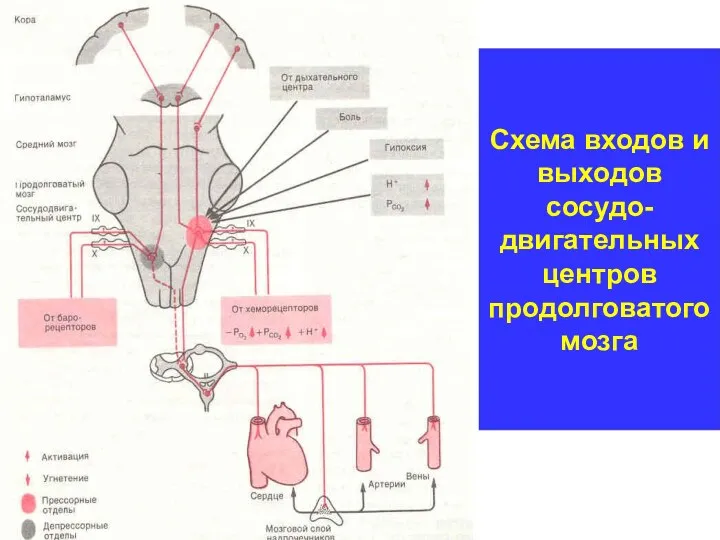 Схема входов и выходов сосудо- двигательных центров продолговатого мозга