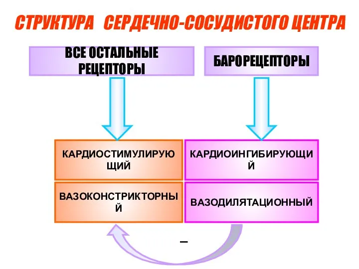 СТРУКТУРА СЕРДЕЧНО-СОСУДИСТОГО ЦЕНТРА КАРДИОСТИМУЛИРУЮЩИЙ ВАЗОДИЛЯТАЦИОННЫЙ – БАРОРЕЦЕПТОРЫ ВАЗОКОНСТРИКТОРНЫЙ КАРДИОИНГИБИРУЮЩИЙ ВСЕ ОСТАЛЬНЫЕ РЕЦЕПТОРЫ