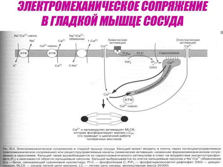 ЭЛЕКТРОМЕХАНИЧЕСКОЕ СОПРЯЖЕНИЕ В ГЛАДКОЙ МЫШЦЕ СОСУДА