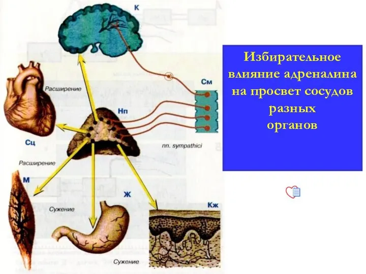 Избирательное влияние адреналина на просвет сосудов разных органов