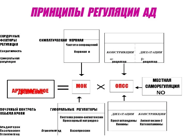 ПРИНЦИПЫ РЕГУЛЯЦИИ АД