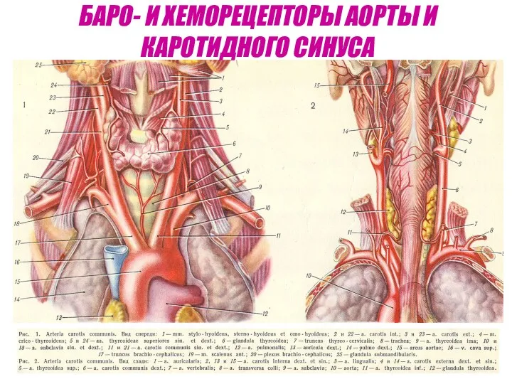 БАРО- И ХЕМОРЕЦЕПТОРЫ АОРТЫ И КАРОТИДНОГО СИНУСА